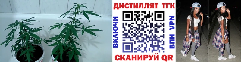 Купить закладки  Заречный  Дистиллят ТГК концентрат 